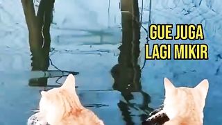 Kocheng Oyens Bingung Mau Sampe ke Darat