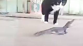 Kocheng Abu Belum Tahu Rasakan Gigitan Kadal
