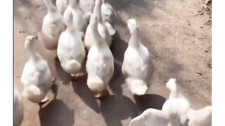 Funny animals