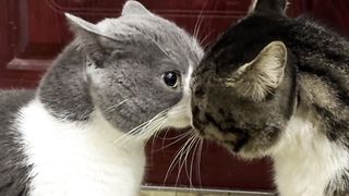 bagian 8| funny cats videos