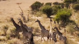 ????Lions hunt Giraffe_ Surprise Bite Takedown‼️????