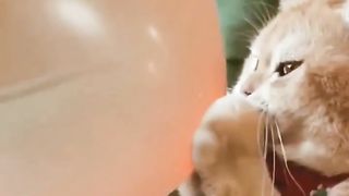#funniest cat # compilation