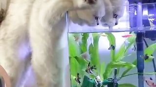 Parent and child lick the aquarium