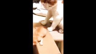 Funny cat part 6