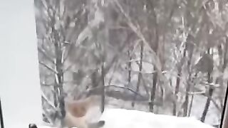 A marten climbed to the height of the ninth floor