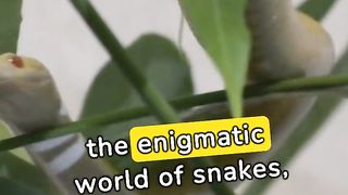 Some facts about snake
