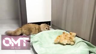 cute cat funny - part 8