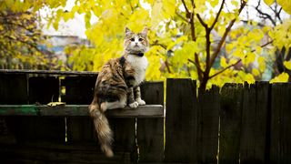 Little cat on a fence in the gaden