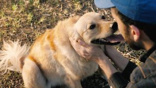 Dog being petted