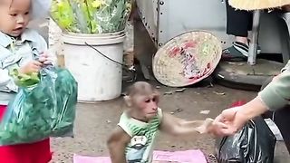 ???????? Monkey Boy can Get grossery for home