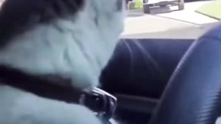 Cats VS Dogs Driving Car