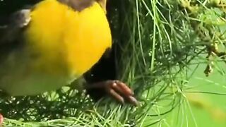 Nice video
