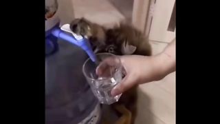TOP 3 Smart Cats