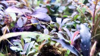 bucephalandra