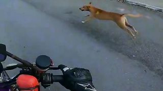 Beware#of#dog