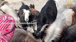 دلنشین دلنشین