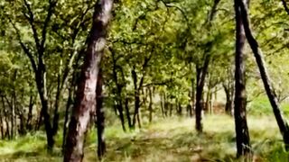 #natural forest area#
