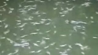 Extra protect segmen pembenihan ikan lele, jam segini kita harus patroli kolam