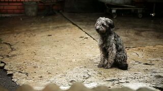 Sad hungry dog getting wet in the rain