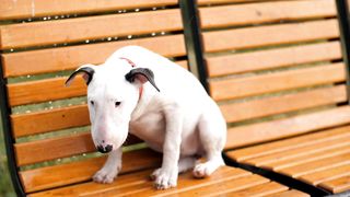 Sad and hungry dog lost under rain