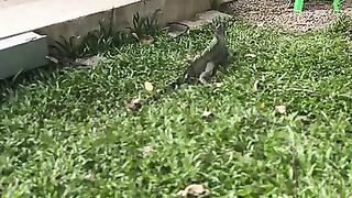 Iguana viral video