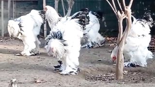 Ayam berseragam ???