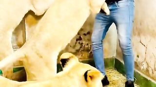 Lion ♌???? king my friends