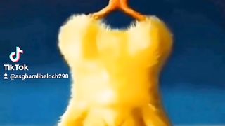 Baby Bird