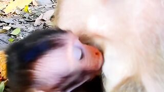 Drink milk and keep the baby monkey thirsty