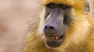 Baboon monkeys' daily life in the wild