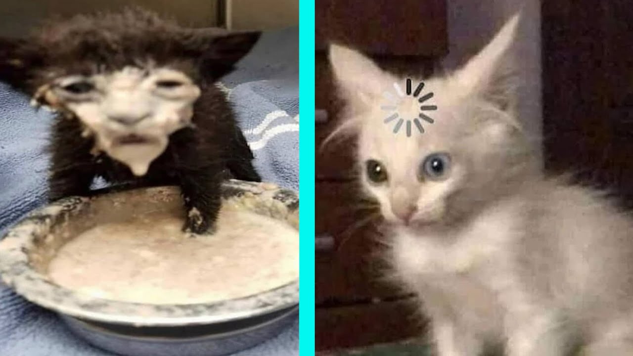 Best dank cat memes compilation of 2020 part 10 from tiktok febspot