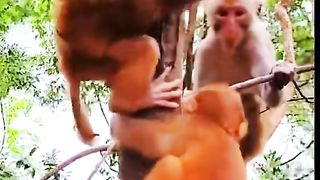 The baby monkey cries while the mother looks for food