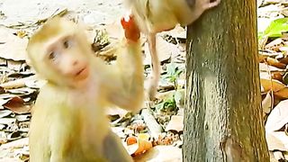 Learning to climb a tree is taken care of by mother