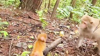 learn to walk baby monkey