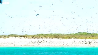 Fish Vs Bird | Blue Planet II | BBC Earth