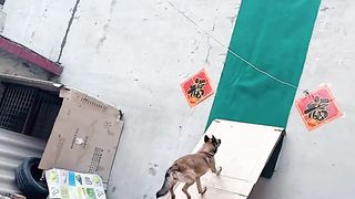 #dog????????????????????