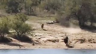 What Is The Escape Route For Wild Buffalo When Surrounded By Lions And Crocodiles