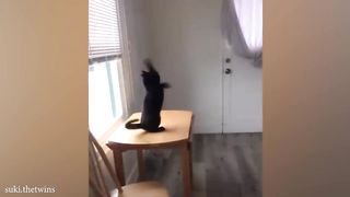 Funny Cat Videos of 2024 ????You Laugh You Lose