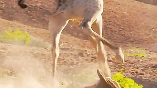 A pride of lions staged a giraffe hunt