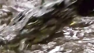 Crocodile vs Anaconda