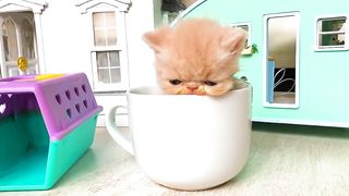 RESCUE the Smallest KITTEN in the World !! And building a NEW HOUSE for CAT
