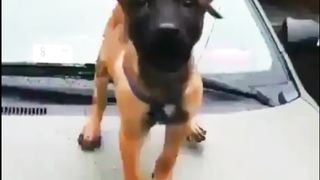 Funny Pets