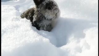 Pets are funny