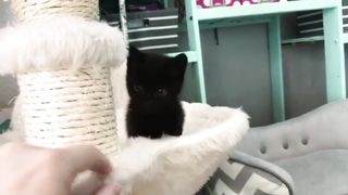 Pets are funny