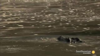 This Is Why You Should Never Anger a Hippo
