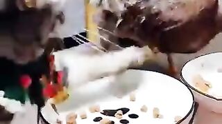 ayo makan