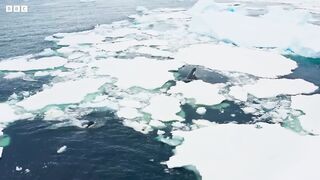 Incredible Orca Hunt | Frozen Planet II | BBC Earth