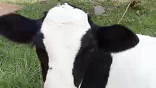 Calf resting