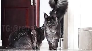 A graceful cat with a fluffy tail