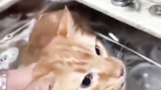 cats meowing!! funny cats video